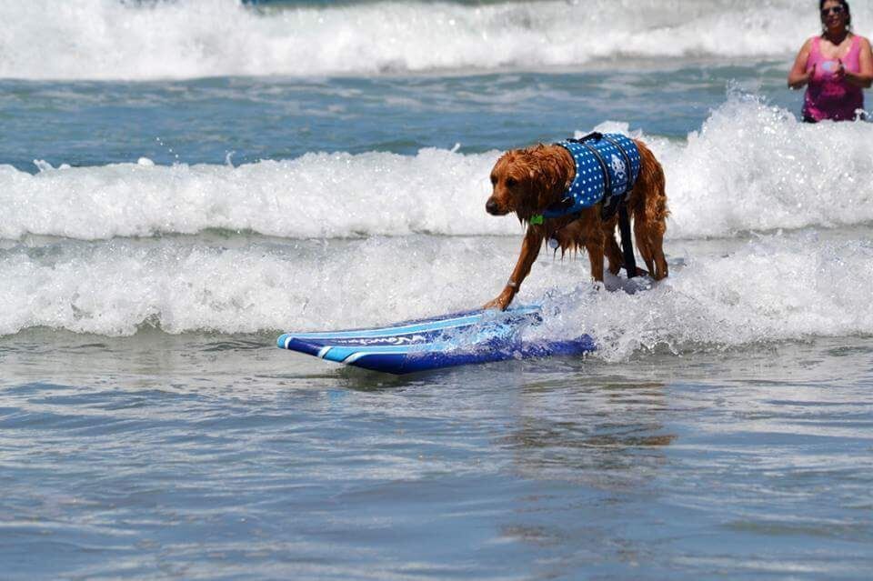 San Diego Surfing with our dogs.